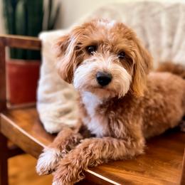 Ash - Goldendoodle