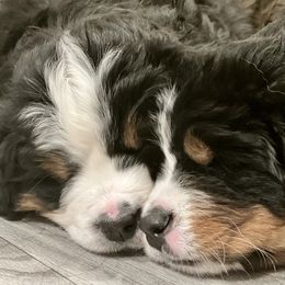 Bernese Mountain Dog Puppies from Breaking Trail Berners