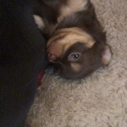 Abigail Reese - Chocolate and tan female Chihuahua puppy in Amelia, Virginia from Pannell’s Precious Pups