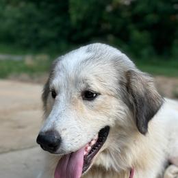 Rosie - Great Pyrenees
