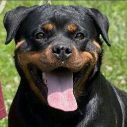 Rottweilers from Von Paris Rottweiler