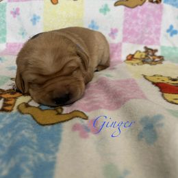 Ginger - Yellow female Labrador Retriever puppy in Alcester, South Dakota from Theresa Rhodes