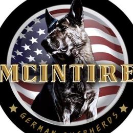 German Shepherd puppies from Mcintire German Shepherds