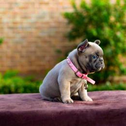 French Bulldog Puppies from Kring French Bulldogs
