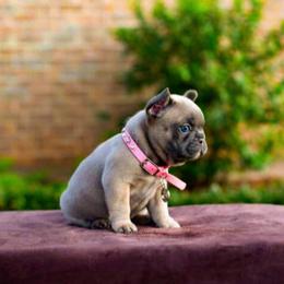 French Bulldog Puppies from Kring French Bulldogs