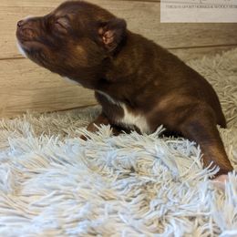 Siberian Husky Puppies from Wyant Farms