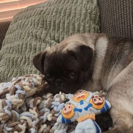 Eevee - Pug