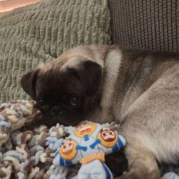 Eevee - Pug