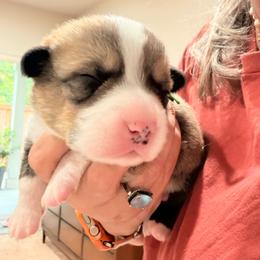 Green boy - Red male Pembroke Welsh Corgi puppy in Woodinville, Washington from Heatherland Corgis