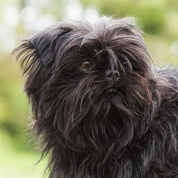 Affenpinscher