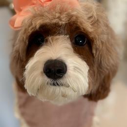 Treasure - Cavapoo