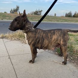 Wiera - Miniature Bull Terrier