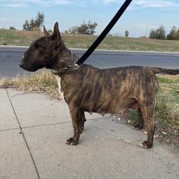 Wiera - Miniature Bull Terrier