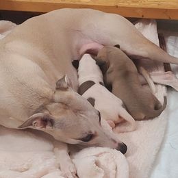 English Cocker Spaniel and Whippet Puppies from Sno-Kist English Cockers & Whippets