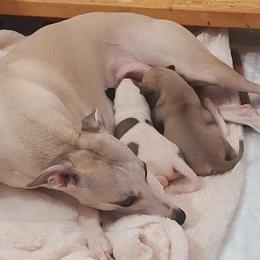 English Cocker Spaniel and Whippet Puppies from Sno-Kist English Cockers & Whippets