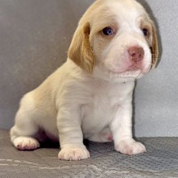 Beagle Puppies from Hound Kings