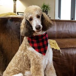 Max - Poodle