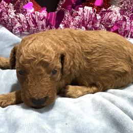 Red male 1 - Red  male Poodle puppy in Williston, Florida from JD French Bulldogs, Mini Poodles, and Border Collies