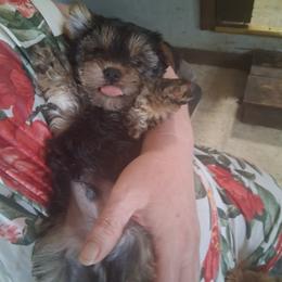 Issac - Black and tan male Yorkshire Terrier puppy in Jacksonville, Arkansas from Royal Yorkie Terrier