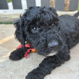 Luna (red and orange girl) - Black female Poodle puppy in Gainesville, Georgia from Rose’s Goldendoodles & Standard Poodles