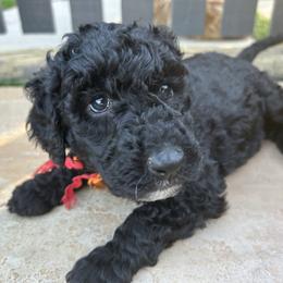 Luna (red and orange girl) - Black female Poodle puppy in Gainesville, Georgia from Rose’s Goldendoodles & Standard Poodles