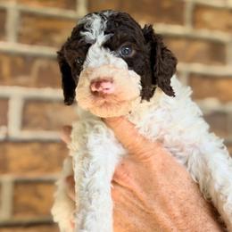 Rowan - Parti male Goldendoodle puppy in Macclenny, Florida from Baker County Goldendoodles