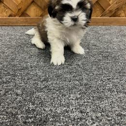 More white parti brindle - Brindle and white female Shih Tzu puppy in Hibbing, Minnesota from Iron Range Shih Tzu and Puppies