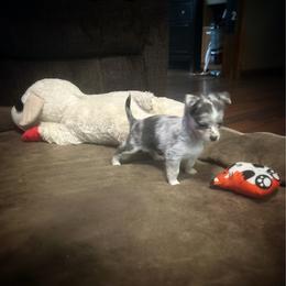 Jax - Blue merle male Chihuahua puppy in Henderson, Kentucky from Western Kentucky Chihuahua’s and Chinese Crested’s