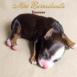 Denver - Sable male Bernedoodle puppy in Milton, Florida from Sutton Place Doodles