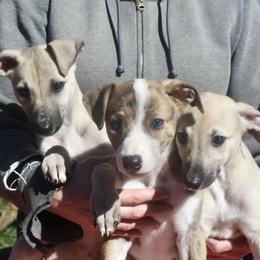 Greyhound Puppies from Stout-Hearted Hounds