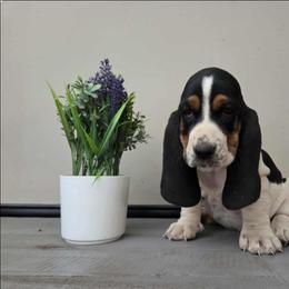 Vanessa - Black white and brown female Basset Hound puppy in Denison, Texas from Emma Lou's Baby Bassets