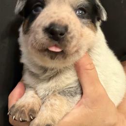 -Girl 4 - Blue female Australian Cattle Dog puppy in Kaufman, Texas from Emberwick Ranch