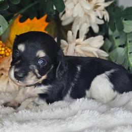 Arctic - Piebald female Dachshund puppy in Lakeland, Florida from Buckwild Doxies