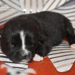 Ailsa - Black tri female Miniature Australian Shepherd puppy in Patterson, North Carolina from DreamLine Aussies