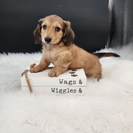 Maverick - Cream male Dachshund puppy in Smallett, Missouri from Doxie Holler