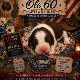 Ole 60 - Liver and white male English Springer Spaniel puppy in Cookeville, Tennessee from Krossroads Kennel