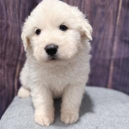 Light Blue Girl - White female Great Pyrenees puppy in Elfrida, Arizona from Outlaw Acres Farm & Kennels