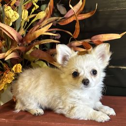 Boy 2 - male Chihuahua puppy in Northboro, Iowa from So Sweet Chihuahuas