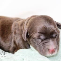 Girl 2 - Brown and white female Portuguese Water Dog puppy in Asheville, North Carolina from Top Notch Portuguese Water Dogs