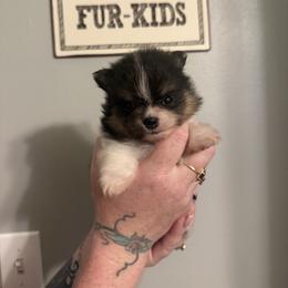 Half Pint - Tri-colored male Pomeranian puppy in New Oxford, Pennsylvania from J&T French Bulldog & Pomeranian Palacio