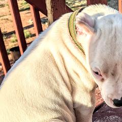 Boy 6 - Dogo Argentino puppy in Pueblo, Colorado from Palace Guard Dogos