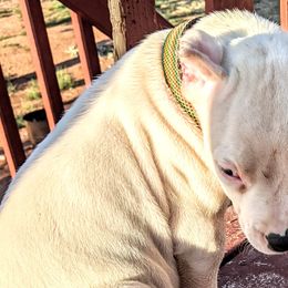 Boy 6 - Dogo Argentino puppy in Pueblo, Colorado from Palace Guard Dogos