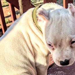 Boy 6 - Dogo Argentino puppy in Pueblo, Colorado from Palace Guard Dogos