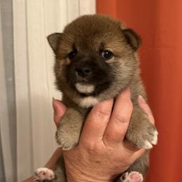Cali - Sesame female Shiba Inu puppy in Tamarac, Florida from The Queen of Shibas