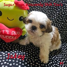 Jake 5th born - Tricolor male Shih Tzu puppy in Havelock, North Carolina from Sugar Paws Heavenly Shih Tzu’s