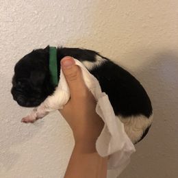Newfoundland Puppies from Bookcliff Newfies