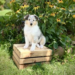 Ariel - Blue merle female Collie puppy in Chilhowie, Virginia from Jolly Collies & Kingdom Elite Yorkshire Terriers
