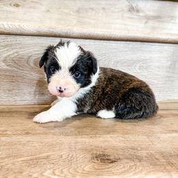 Willie (Fluffy) - Brindle and white male American Corgi puppy in Pahrump, Nevada from Desert Sunset Corgis