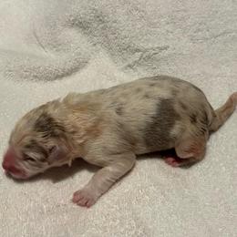 Logan - Lilac merle male Border Collie puppy in Hartsville, South Carolina from Wiggles 4 Life