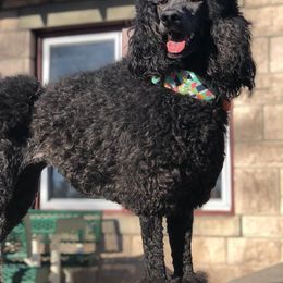 German Shepherds and Poodles from United Broughton Kennel